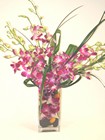 Simply Orchids Internet Special